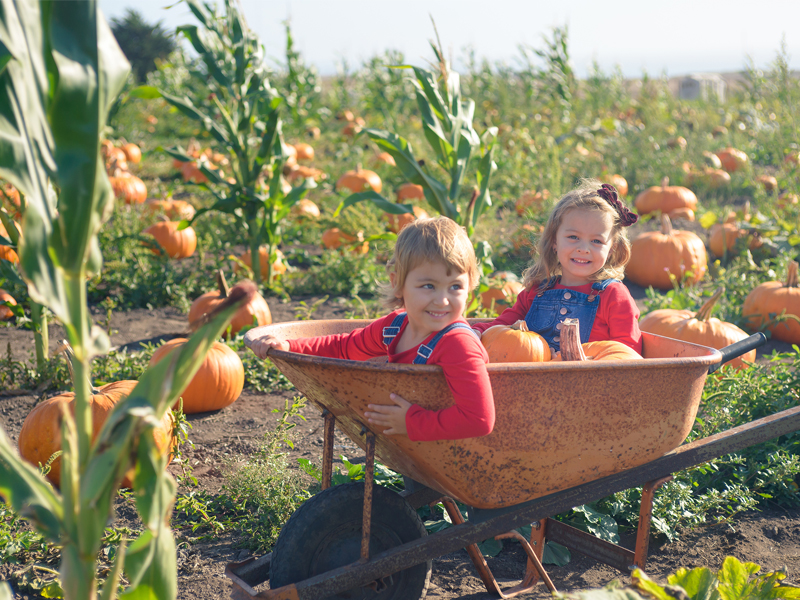 pumpkin patch