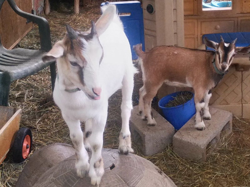 Visiting goats on a farm to help with social isolation