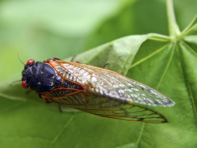 17 year cicadas