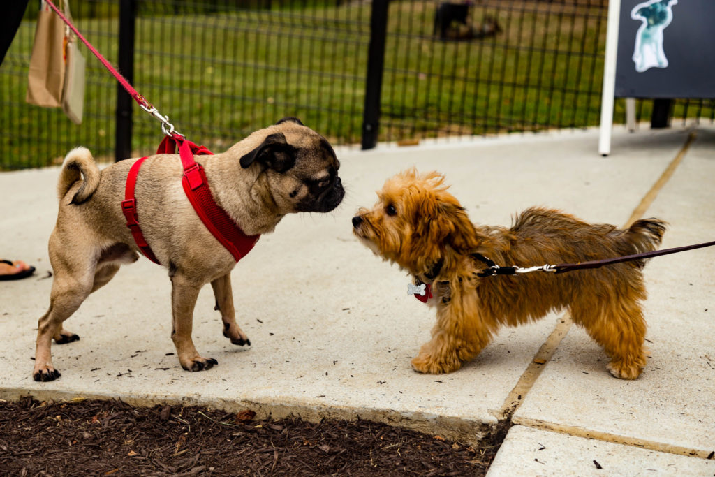 Best dog parks in the DMV