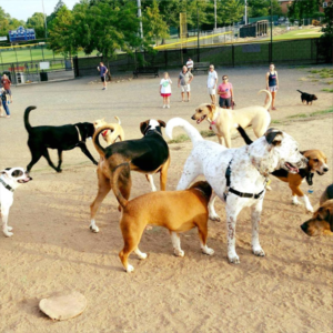 simpson stadium dog park