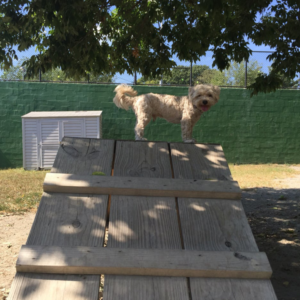 towers dog park