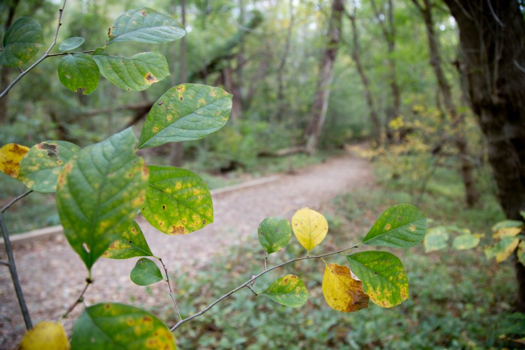 springtime walks at Rock Creek Park