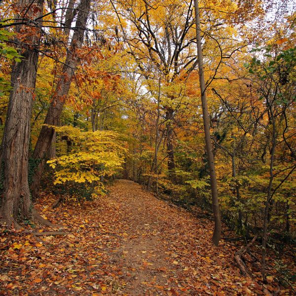 Fantastic Fall Foliage Near D.C. - Washington Parent