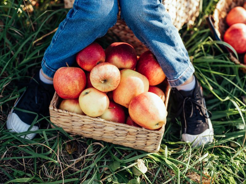 5 Reasons to Take Your Children to a U-pick Farm This Fall