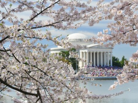 CHERRY BLOSSOM FESTIVAL FUN FOR 2024