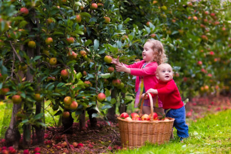 Picking Memories: Best Pick-Your-Own Produce Farms for Families in the DMV Best Pick-Your-Own Produce Farms for Families in the DMV