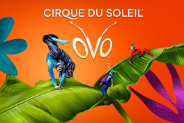 OVO by Cirque du Soliel