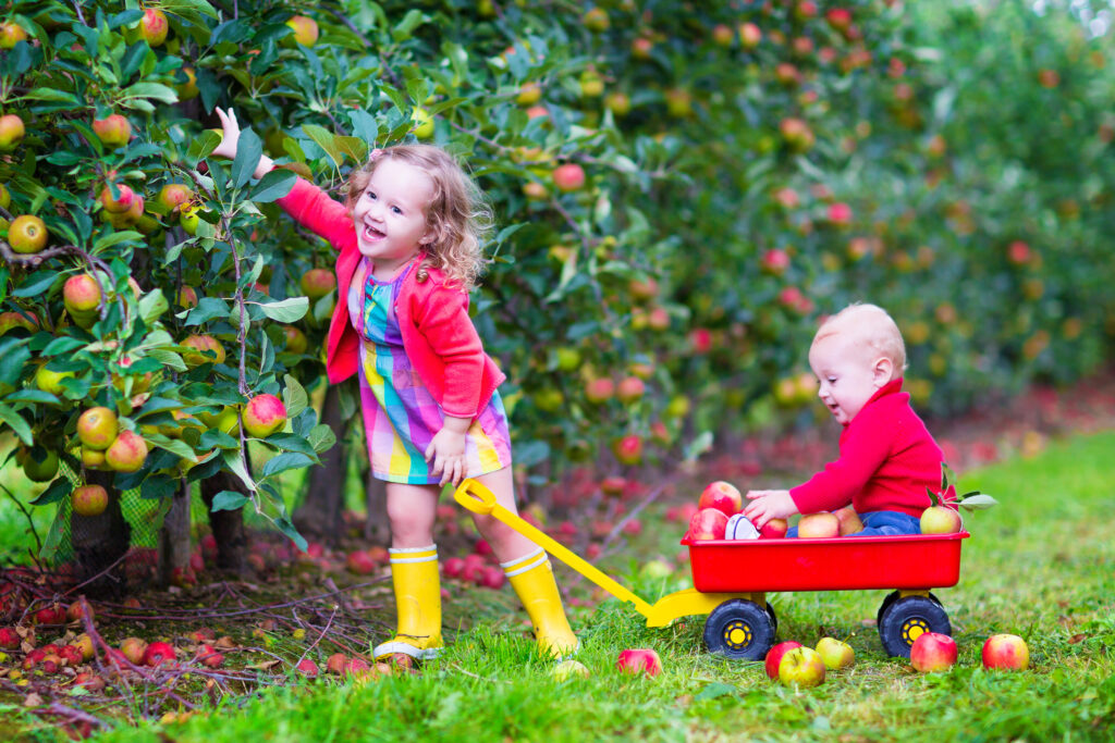 Fall Apple Picking Adventures in the DMV 2024