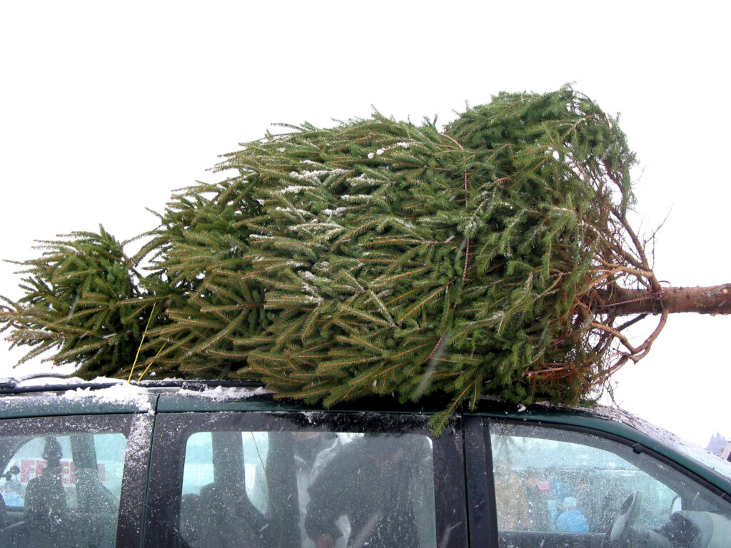 Choosing a Living Christmas Tree for Your Family: Make a Difference This Holiday Season