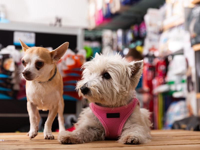 Discover the best neighborhood pet service and supply stores in the DC area for unique care, supplies and local expertise.