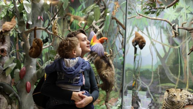 Family looking at jungle in zoological museum. Favorite Museums for kids in DC