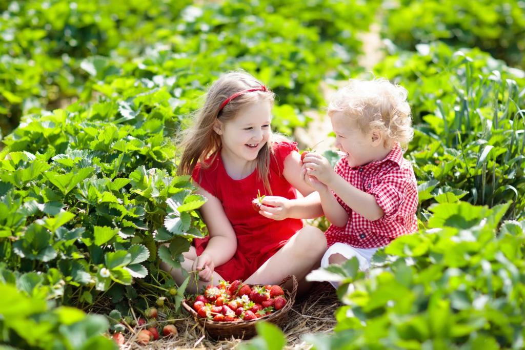 Save Download Preview Kids picking strawberry on fruit farm field on sunny summer day. Children pick fresh ripe organic strawberry in white basket on pick your own berry plantation. Boy and girl eating strawberries.