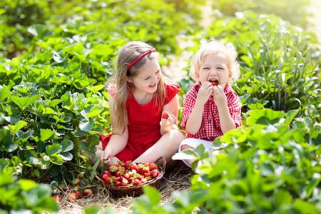 Strawberry Picking Farms Worth Checking Out Near Maryland and Virginia Top Strawberry Picking Farms Near DC, Maryland & Virginia for Summer 2025