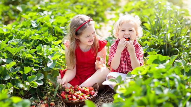Top Strawberry Picking Farms Near DC, Maryland & Virginia for Summer 2025