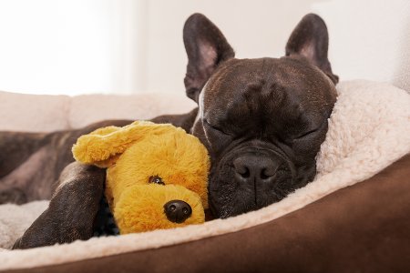 Discover easy, eco-friendly ways to reduce your pet’s plastic footprint. From plastic-free food and grooming to sustainable toys and waste solutions, here’s how to care for your pet and the planet.