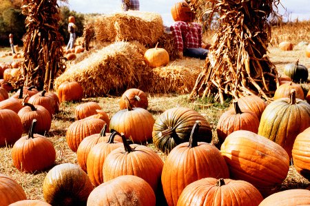 Don’t Miss These DMV Pumpkin Patches and Fall Festivals Looking for the best pumpkin patches and fall festivals near Washington, DC? Explore this 2025 guide to top family-friendly fall fun in the DMV — including hayrides, cider treats, corn mazes and more across Maryland and Virginia.