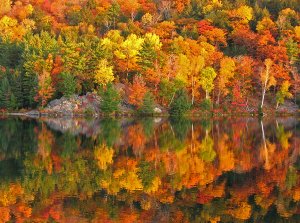 Fall foliage near Washington DC - in orange, red and yellow reflected in still water.