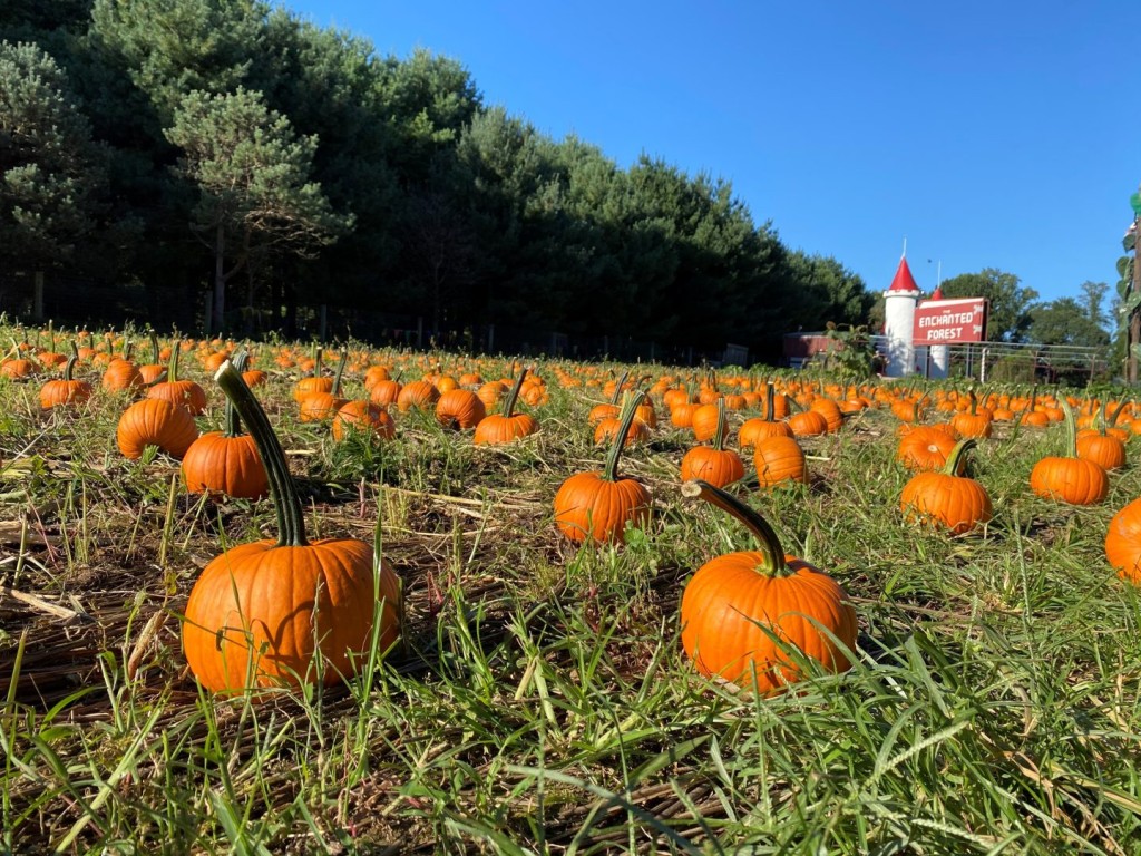 Pumpkins on the Clarke's Elioak Farm